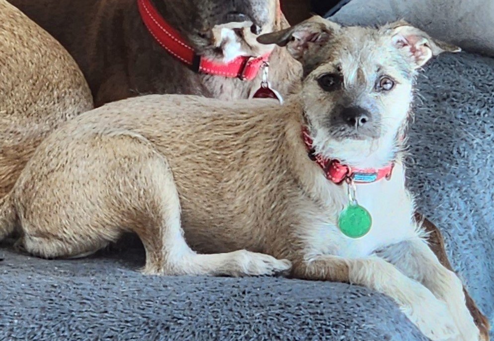 Fuji, an adoptable Border Terrier, Dachshund in Phoenix, AZ, 85080 | Photo Image 1