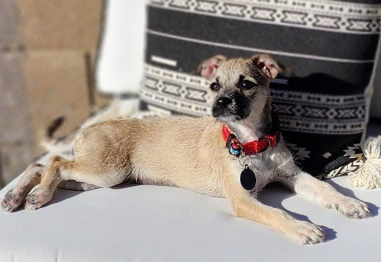 Fuji, an adoptable Border Terrier, Dachshund in Phoenix, AZ, 85080 | Photo Image 2