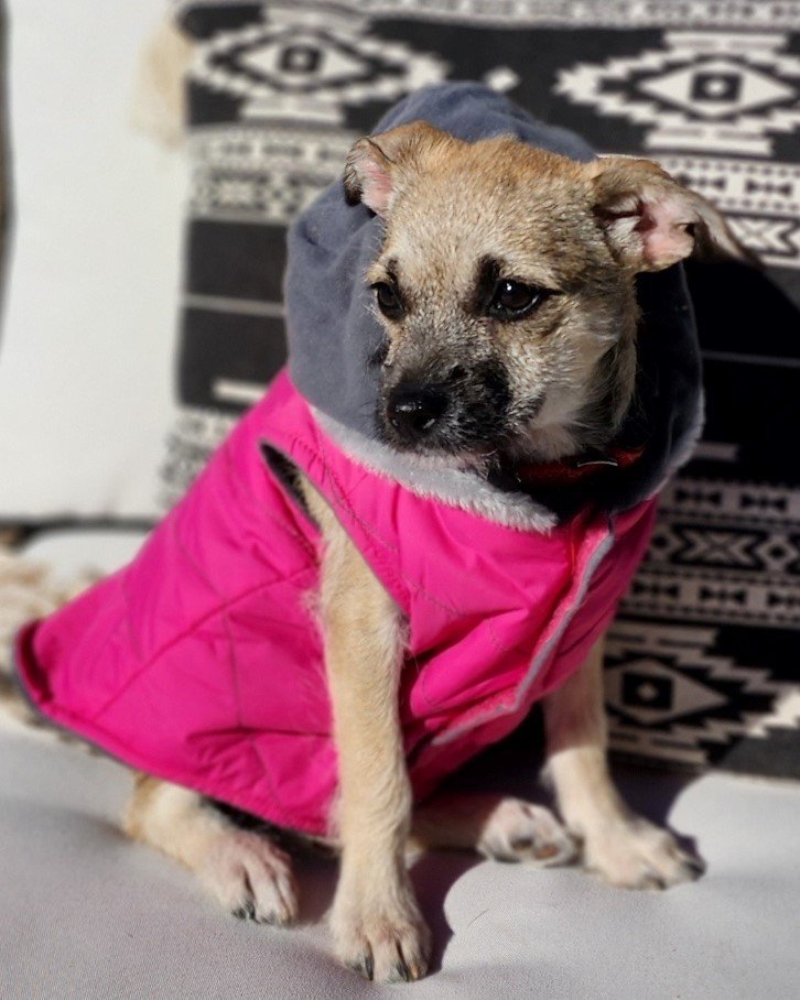 Fuji, an adoptable Border Terrier, Dachshund in Phoenix, AZ, 85080 | Photo Image 3