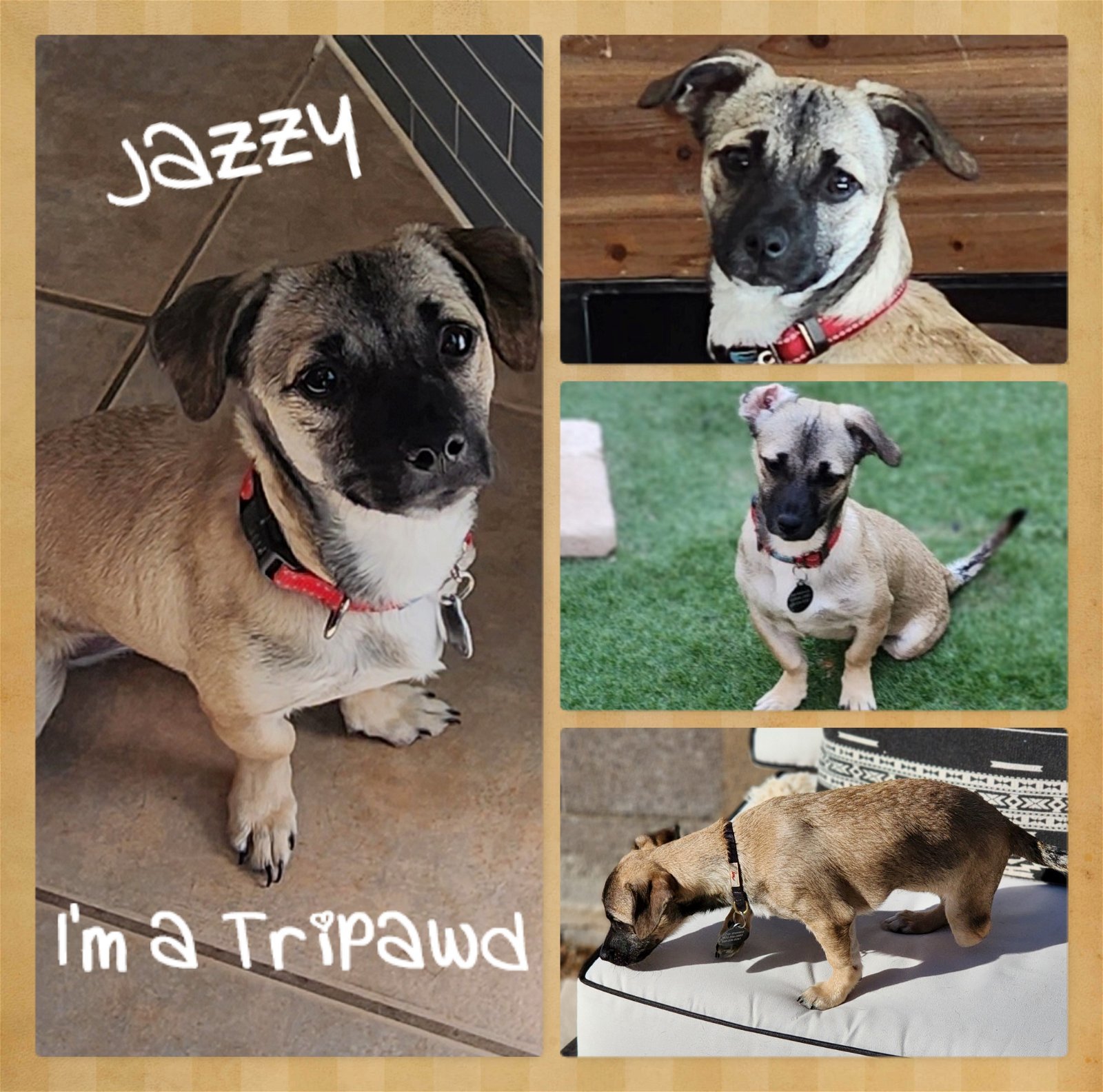 Jazzy, an adoptable Pug, Dachshund in Phoenix, AZ, 85080 | Photo Image 1