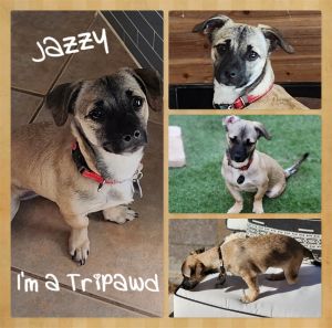 Jazzy, Young Female Pug