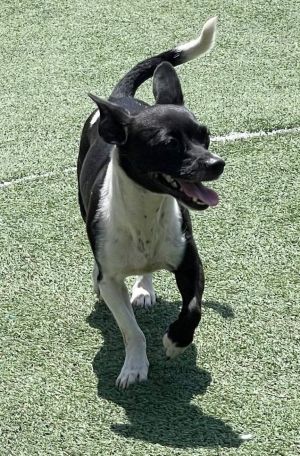 Bessie Chihuahua Dog