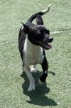Bessie photo 1