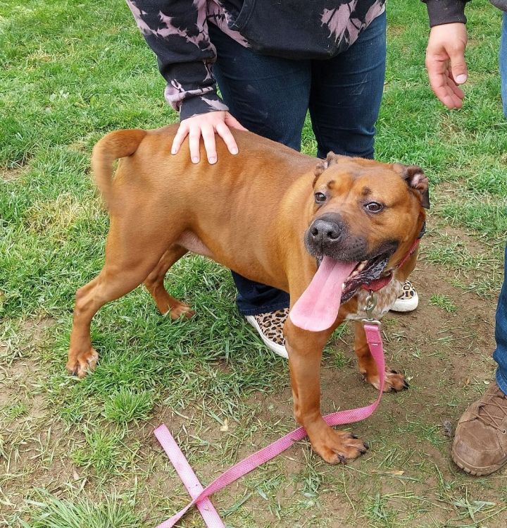 red nose pitbull mix rottweiler