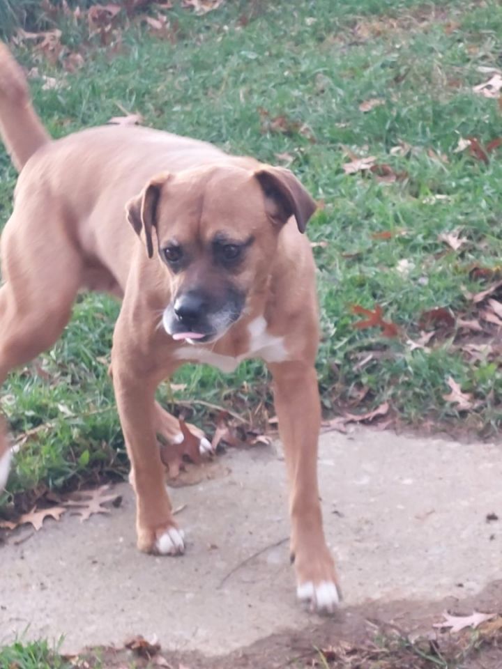 rottweiler boxer mix puppies