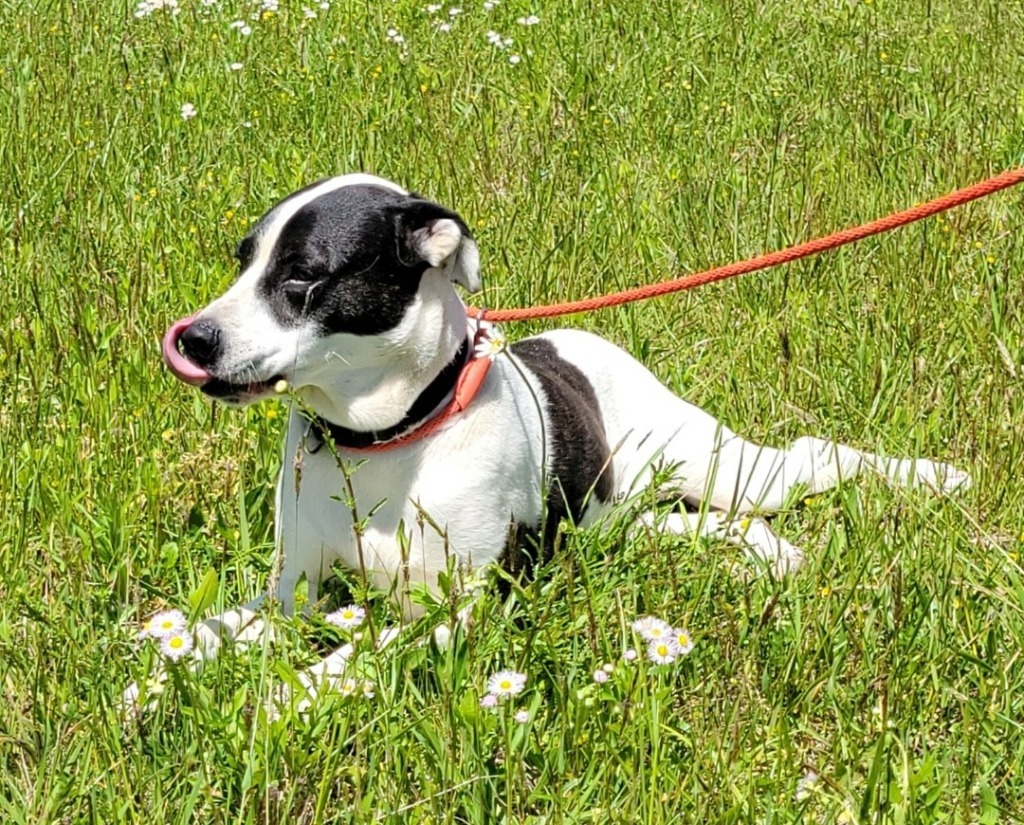 KATIE, an adoptable Great Dane, Boxer in Crossville, TN, 38557 | Photo Image 1