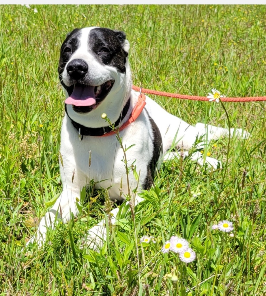 KATIE, an adoptable Great Dane, Boxer in Crossville, TN, 38557 | Photo Image 2