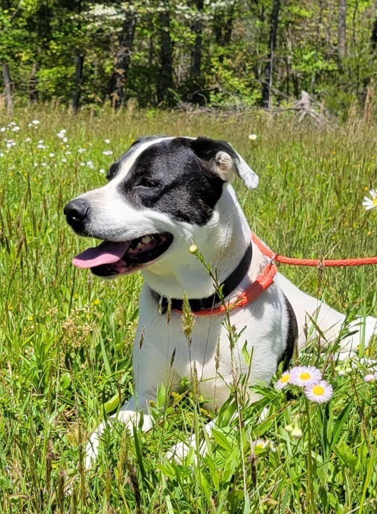 KATIE, an adoptable Great Dane, Boxer in Crossville, TN, 38557 | Photo Image 3