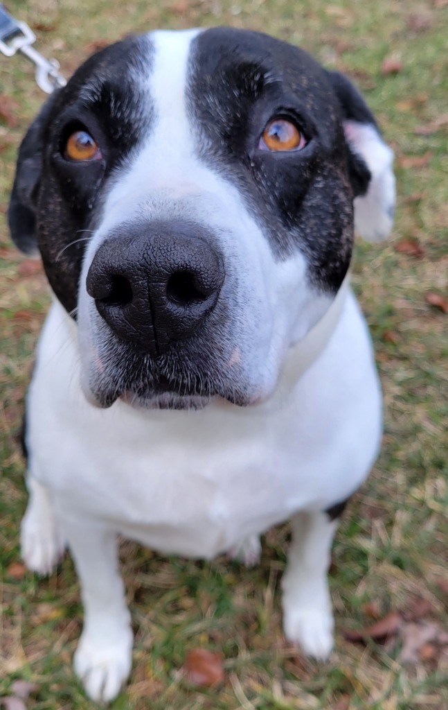 KATIE, an adoptable Great Dane, Boxer in Crossville, TN, 38557 | Photo Image 4