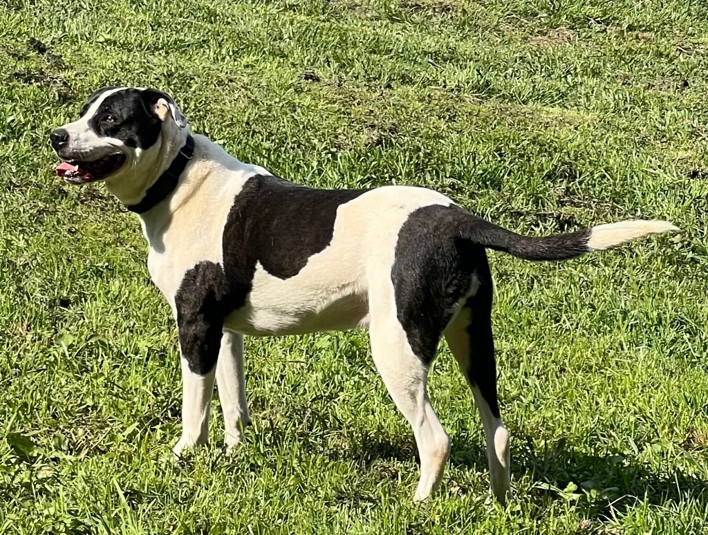 KATIE, an adoptable Great Dane, Boxer in Crossville, TN, 38557 | Photo Image 6