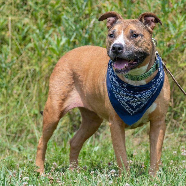 Dog for adoption - OAKLEY, a Pit Bull Terrier Mix in Indiana, PA