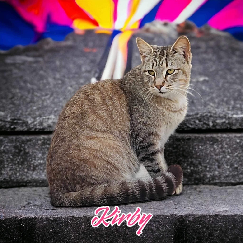 Kirby, an adoptable Domestic Short Hair in Nashville, GA, 31639 | Photo Image 1