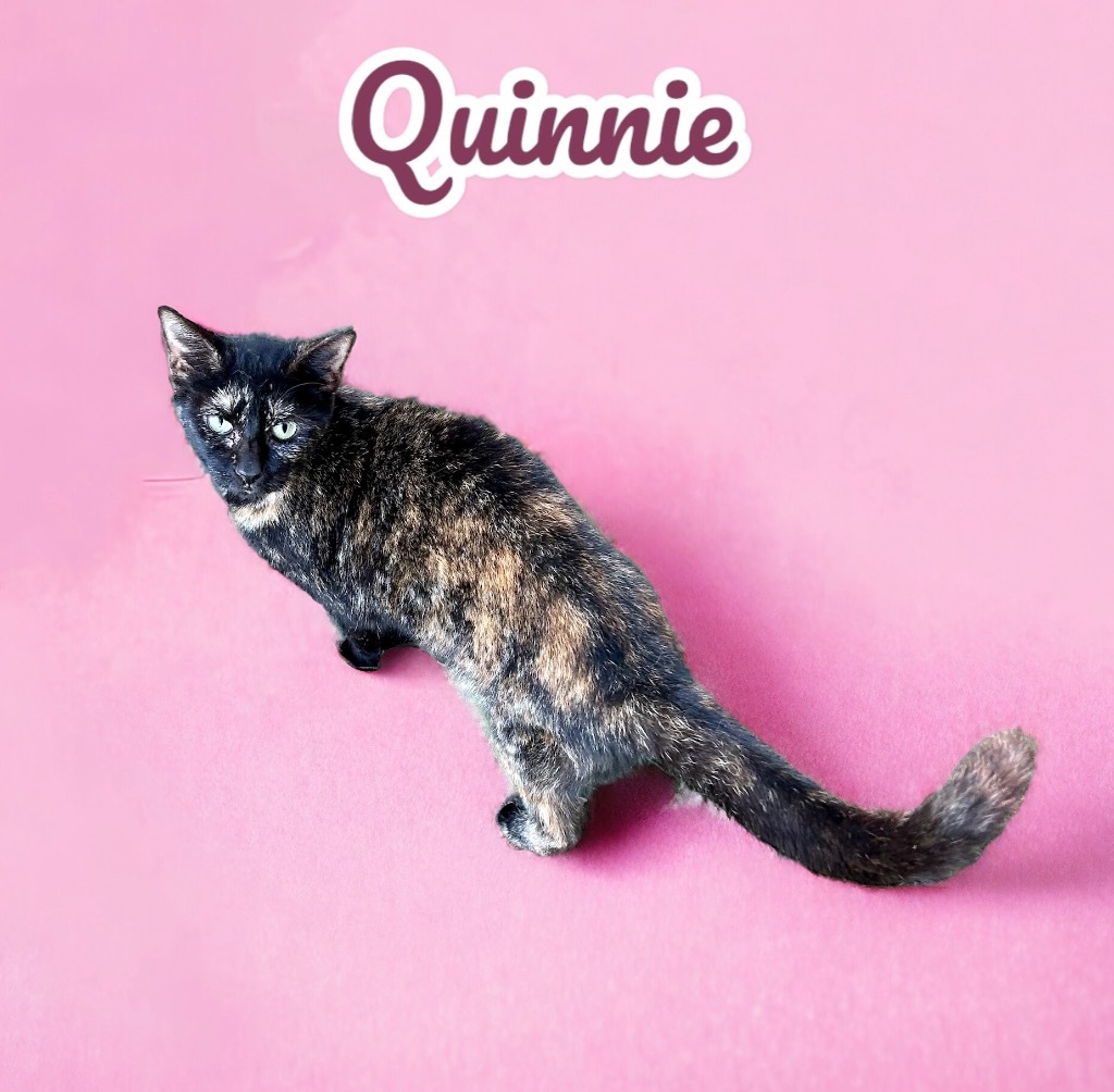 Quinnie, an adoptable Domestic Short Hair in Nashville, GA, 31639 | Photo Image 1