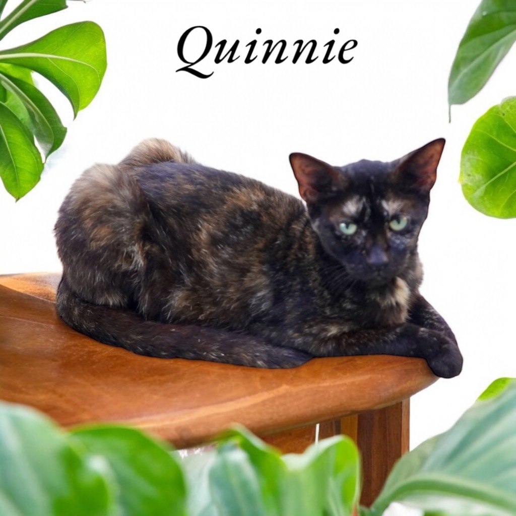 Quinnie, an adoptable Domestic Short Hair in Nashville, GA, 31639 | Photo Image 1