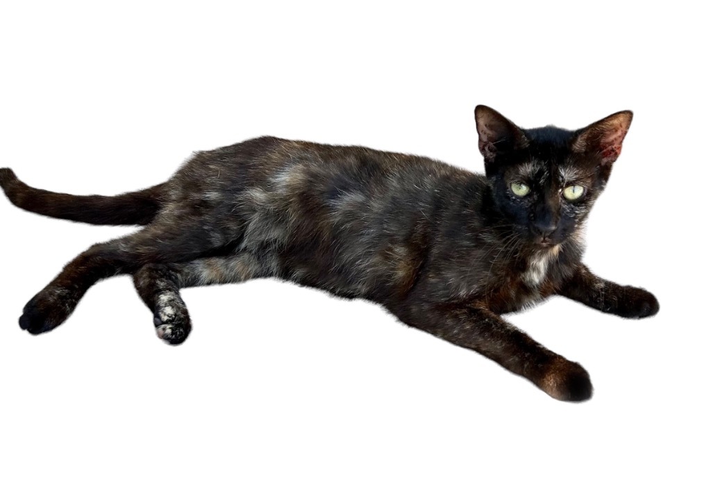 Quinnie, an adoptable Domestic Short Hair in Nashville, GA, 31639 | Photo Image 2