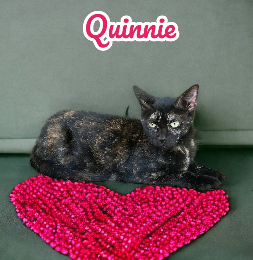 Quinnie, an adoptable Domestic Short Hair in Nashville, GA, 31639 | Photo Image 3