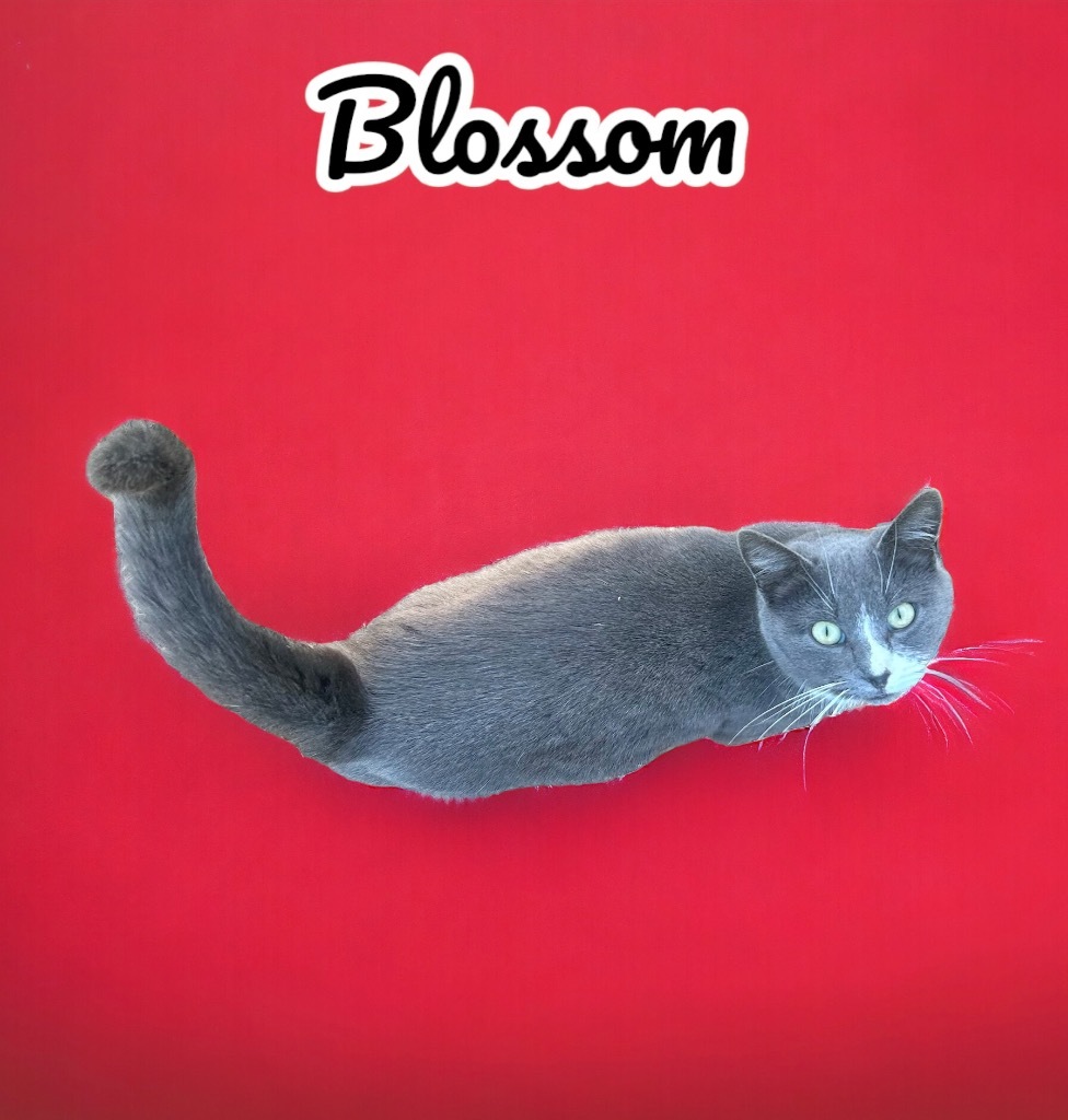 Blossom, an adoptable Domestic Short Hair in Nashville, GA, 31639 | Photo Image 1