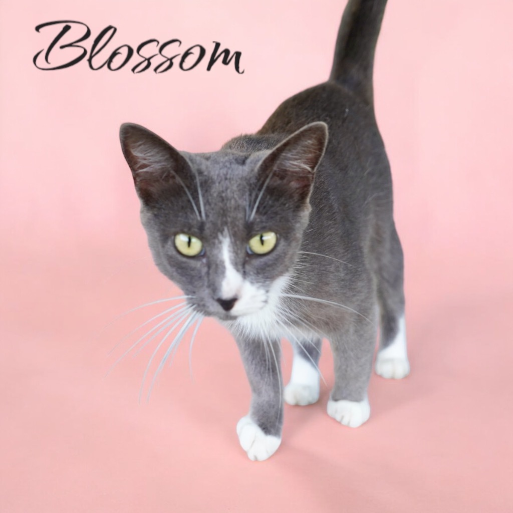 Blossom, an adoptable Domestic Short Hair in Nashville, GA, 31639 | Photo Image 1