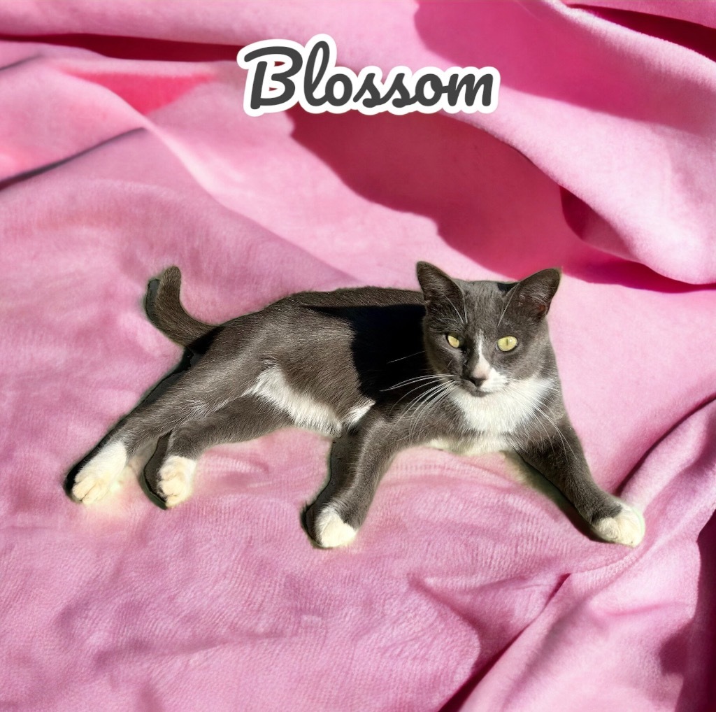 Blossom, an adoptable Domestic Short Hair in Nashville, GA, 31639 | Photo Image 3