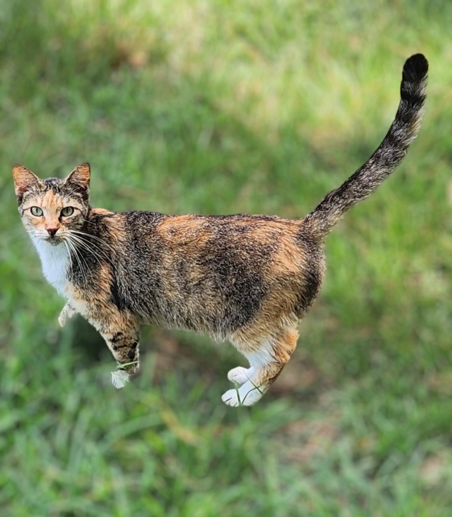 Cleo, an adoptable Domestic Short Hair in Nashville, GA, 31639 | Photo Image 1