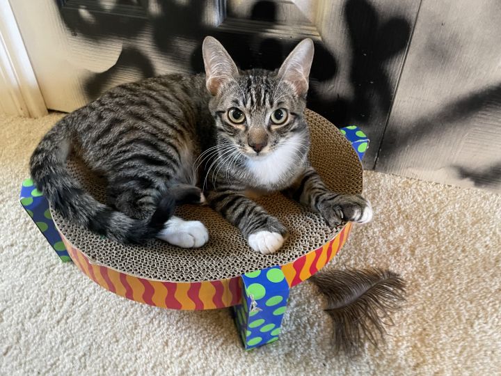 Felix (the Fortunate!), an adoptable Domestic Short Hair in Stanford, CA_image-4