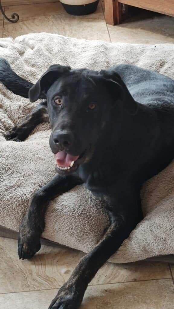 Marco, an adoptable Labrador Retriever Mix in Weatherford, TX_image-2