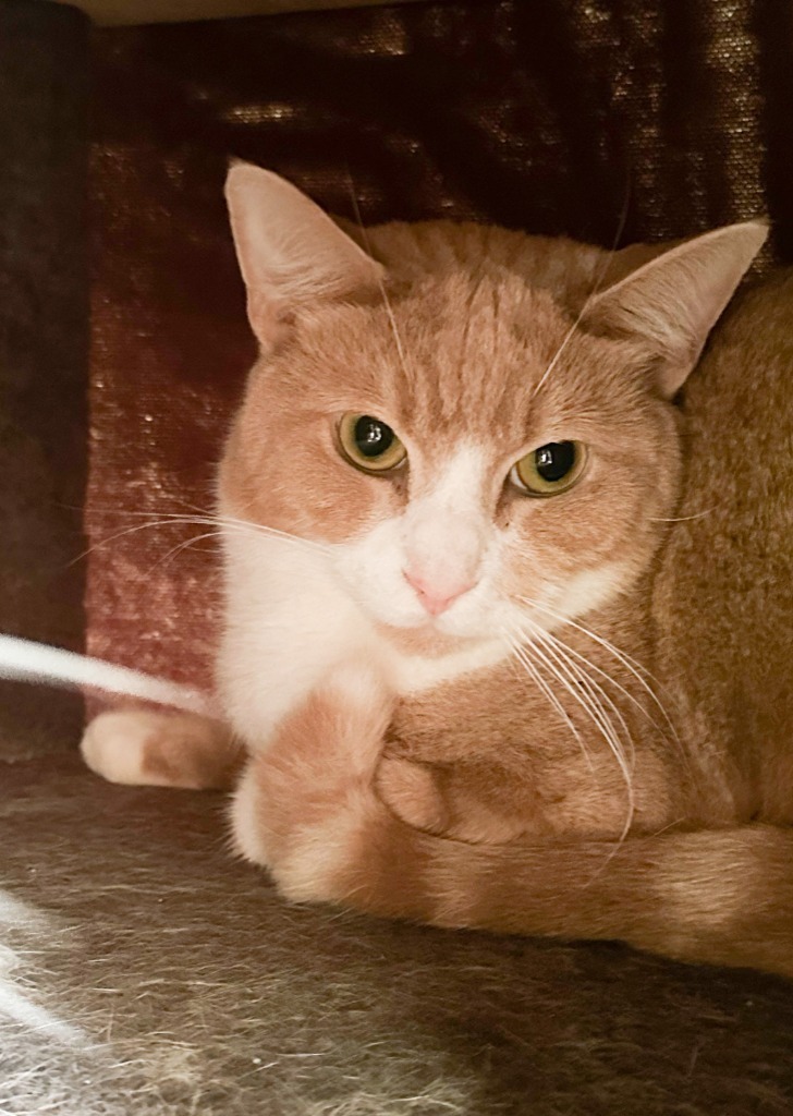 Artie, an adoptable Domestic Short Hair in Crossville, TN, 38555 | Photo Image 1