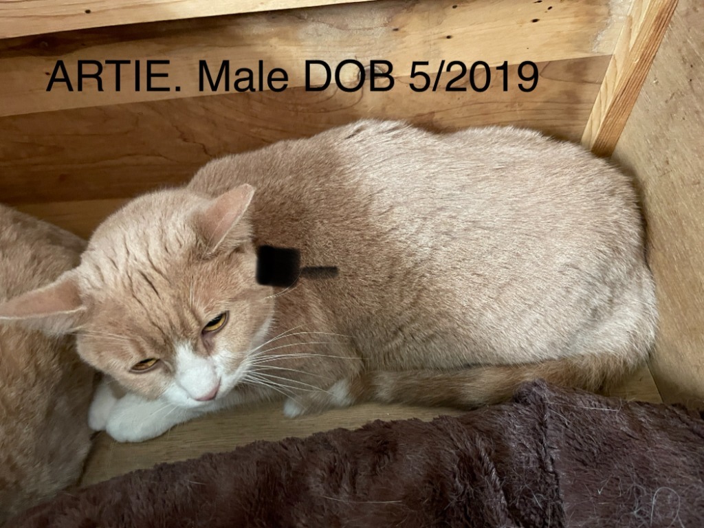 Artie, an adoptable Domestic Short Hair in Crossville, TN, 38555 | Photo Image 2