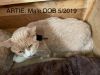 Artie photo 3