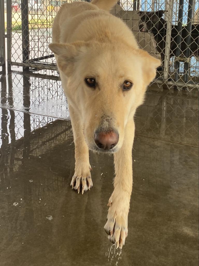 Sheena, an adoptable Golden Retriever, Labrador Retriever in Big Spring, TX, 79720 | Photo Image 1