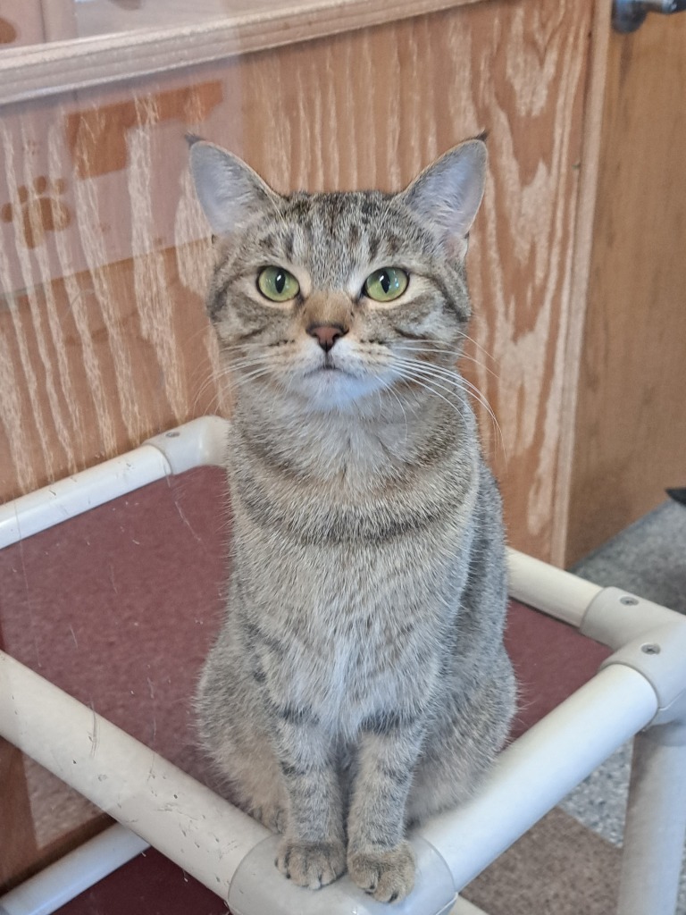 Thea, an adoptable Domestic Short Hair in Prairie du Chien, WI, 53821 | Photo Image 1