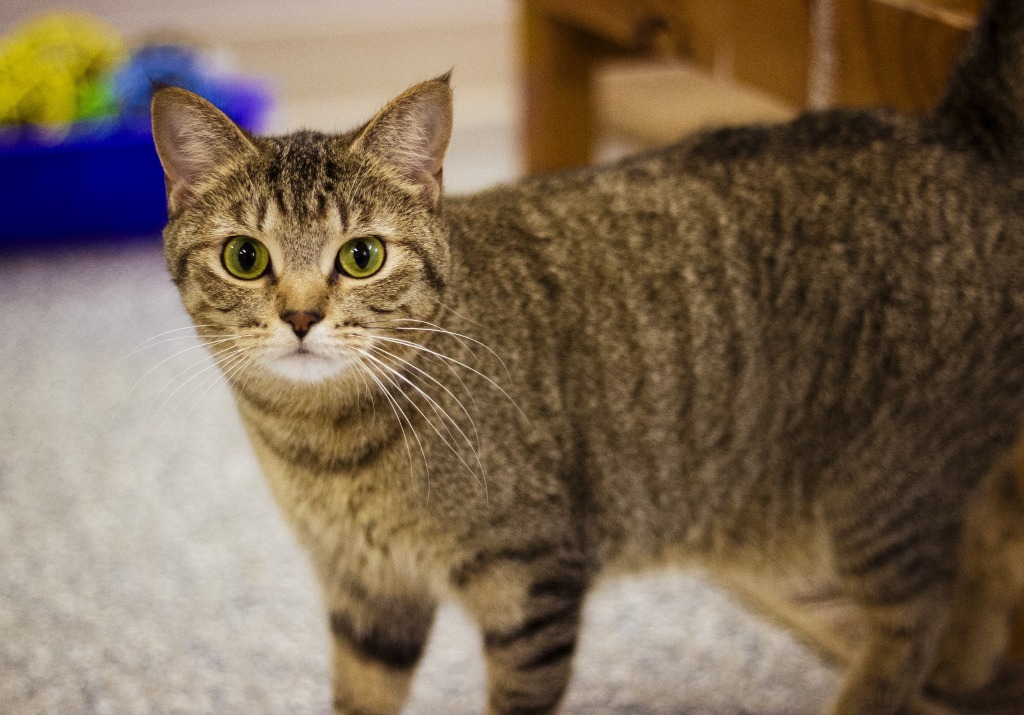 Thea, an adoptable Domestic Short Hair in Prairie du Chien, WI, 53821 | Photo Image 1