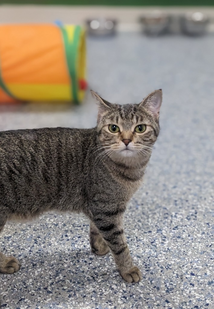 Thea, an adoptable Domestic Short Hair in Prairie du Chien, WI, 53821 | Photo Image 2