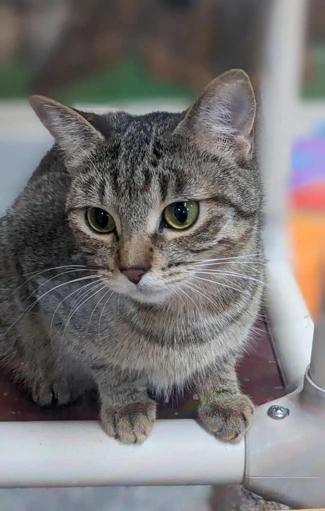 Thea, an adoptable Domestic Short Hair in Prairie du Chien, WI, 53821 | Photo Image 3