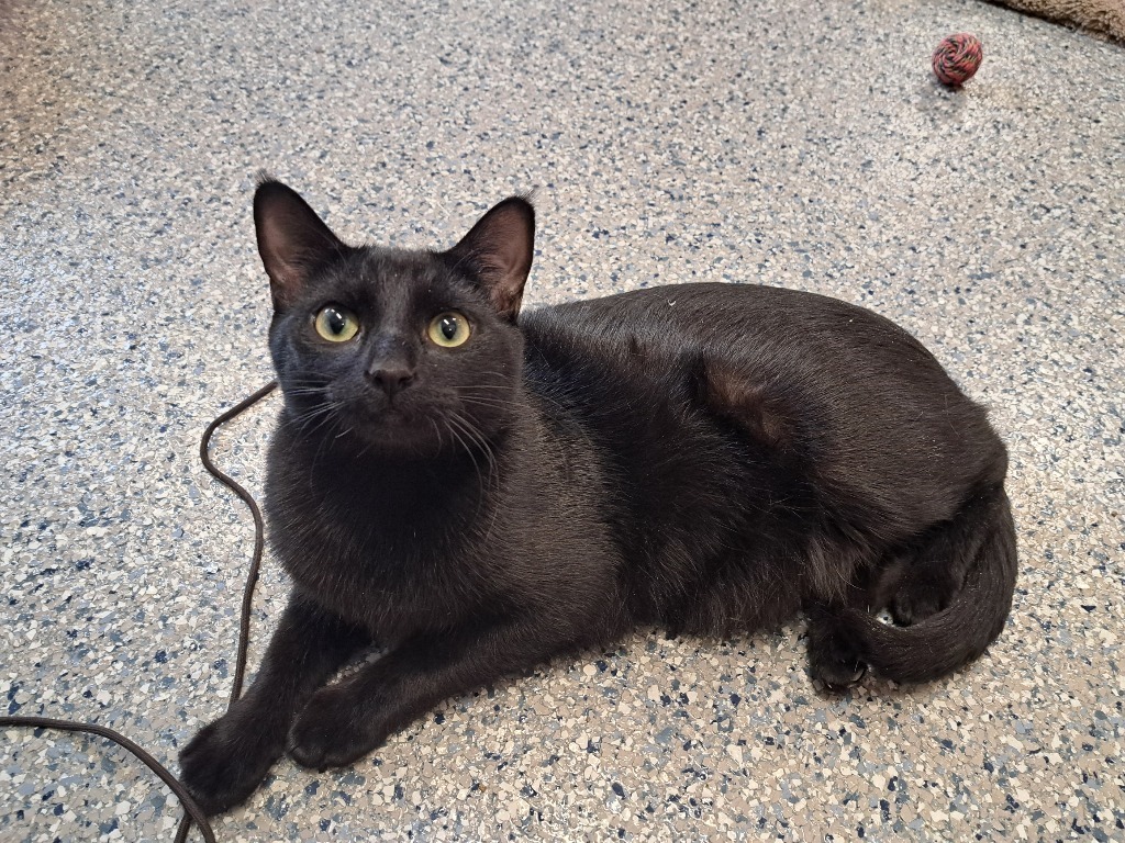 Thackery, an adoptable Domestic Short Hair in Prairie du Chien, WI, 53821 | Photo Image 1