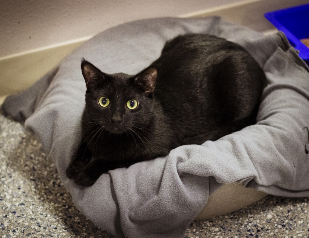 Thackery, an adoptable Domestic Short Hair in Prairie du Chien, WI, 53821 | Photo Image 1