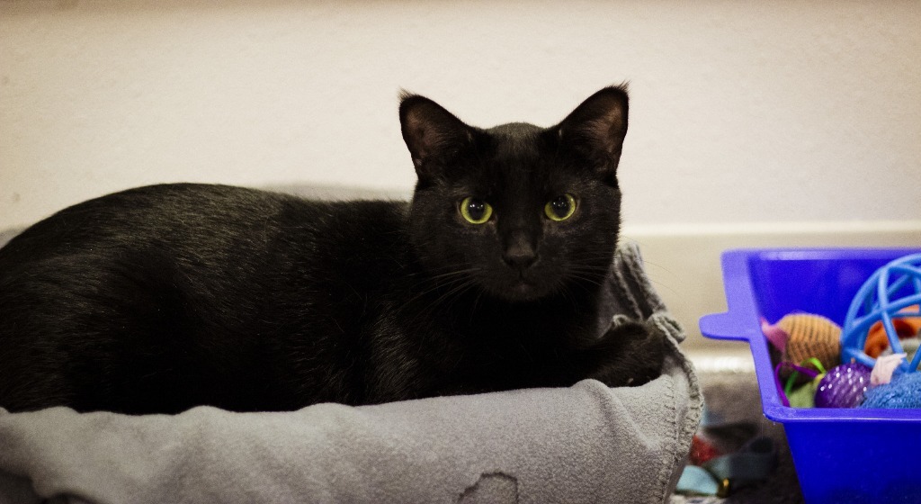 Thackery, an adoptable Domestic Short Hair in Prairie du Chien, WI, 53821 | Photo Image 3