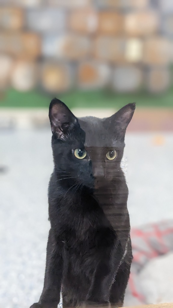 Thackery, an adoptable Domestic Short Hair in Prairie du Chien, WI, 53821 | Photo Image 4