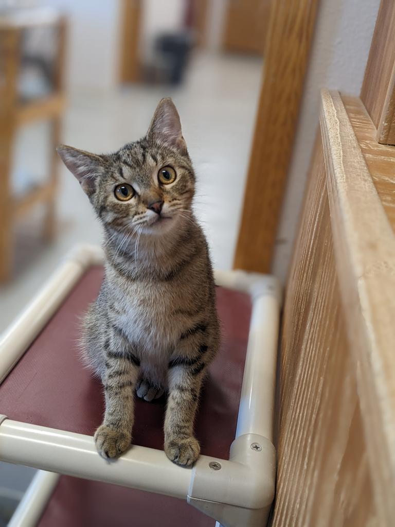 Thatcher, an adoptable Domestic Short Hair in Prairie du Chien, WI, 53821 | Photo Image 1