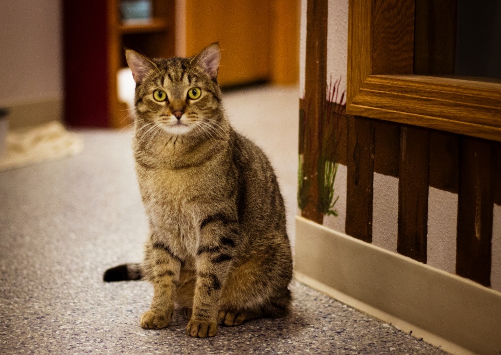 Thatcher, an adoptable Domestic Short Hair in Prairie du Chien, WI, 53821 | Photo Image 1