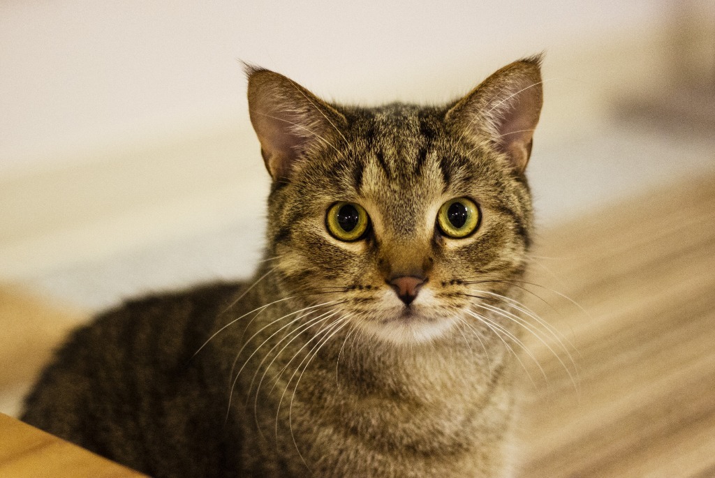 Thatcher, an adoptable Domestic Short Hair in Prairie du Chien, WI, 53821 | Photo Image 2