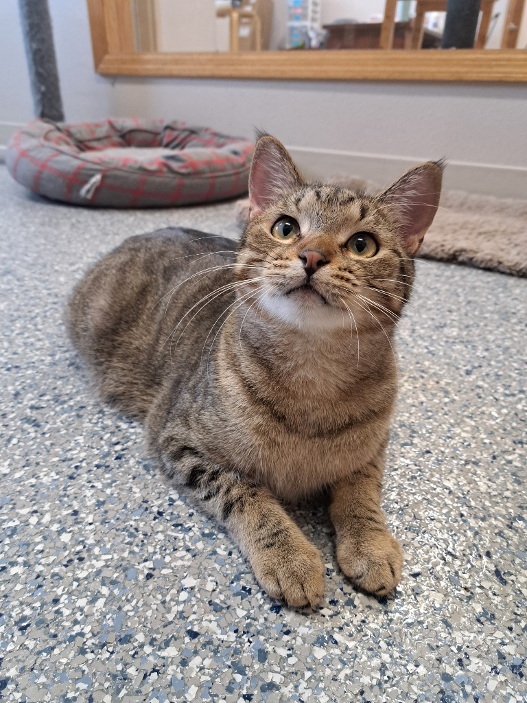 Thatcher, an adoptable Domestic Short Hair in Prairie du Chien, WI, 53821 | Photo Image 3