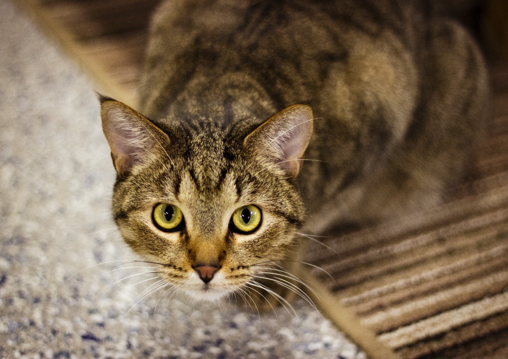 Thatcher, an adoptable Domestic Short Hair in Prairie du Chien, WI, 53821 | Photo Image 3