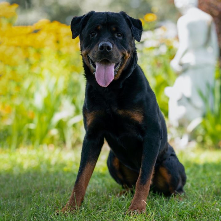 Petfinder rottweiler hot sale