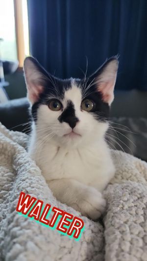 Walter