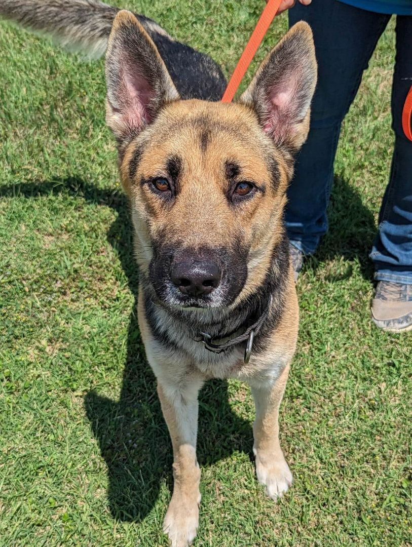 Dog for adoption - Gin, a German Shepherd Dog in Cleburne, TX | Petfinder