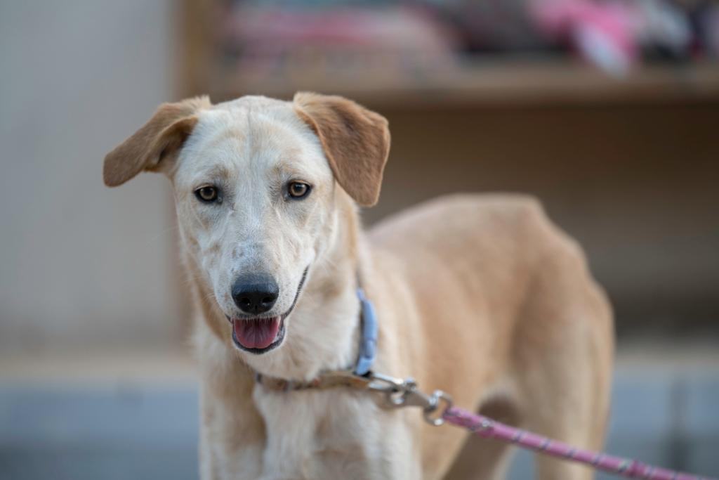 Bee, an adoptable Saluki in North York, ON, M2R 3S9 | Photo Image 2