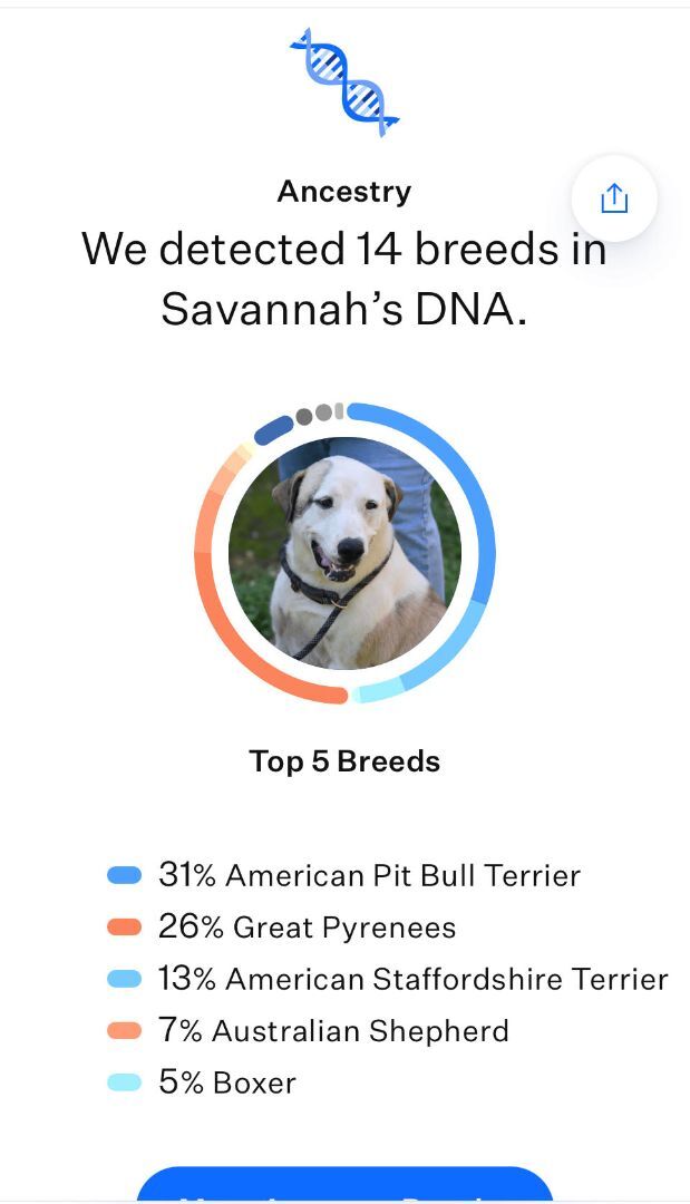 Savannah, an adoptable American Staffordshire Terrier & Great Pyrenees Mix in Hot Springs, AR_image-2