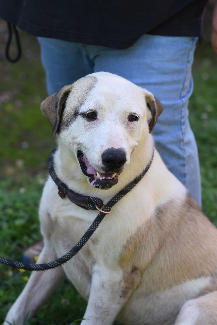 Great pyrenees american staffordshire best sale terrier mix