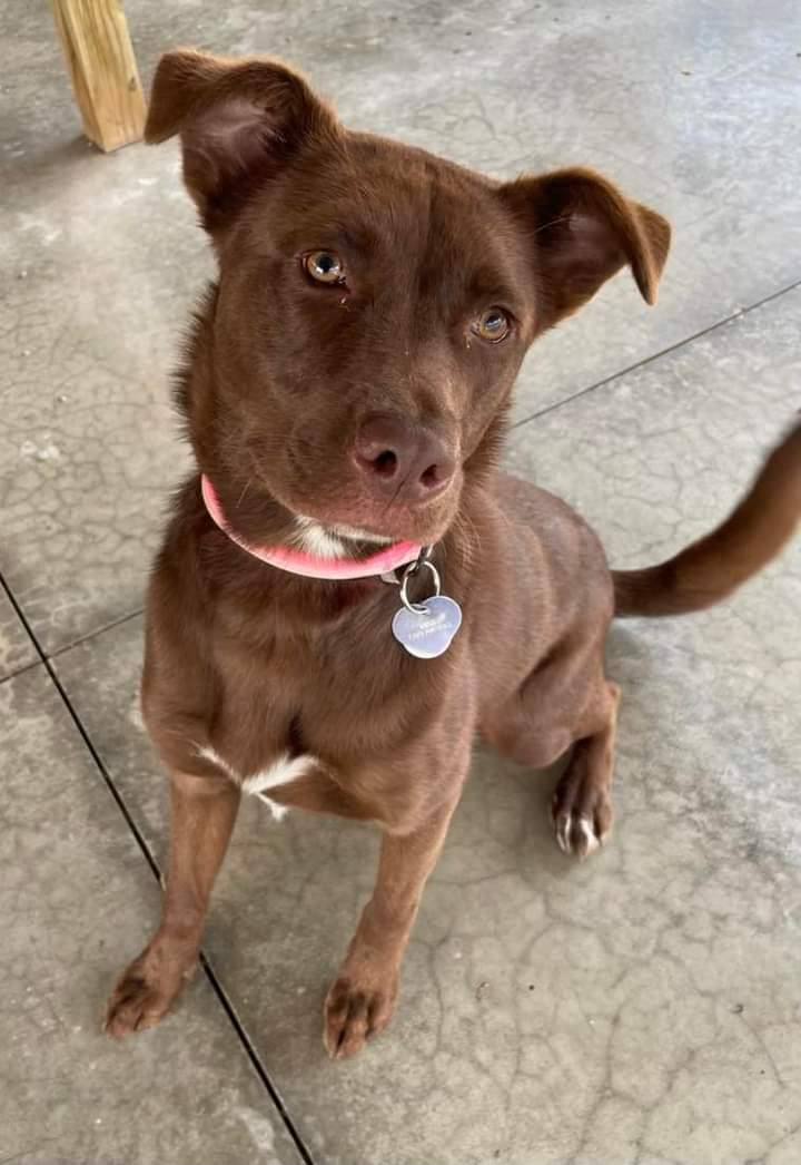 Chocolate lab sale husky